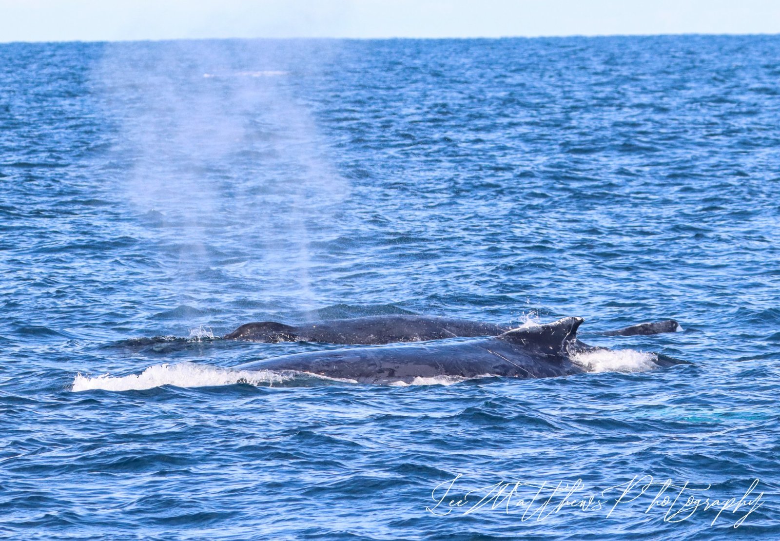 Whale Watching Moonshadow TQC Cruises Port Stephens