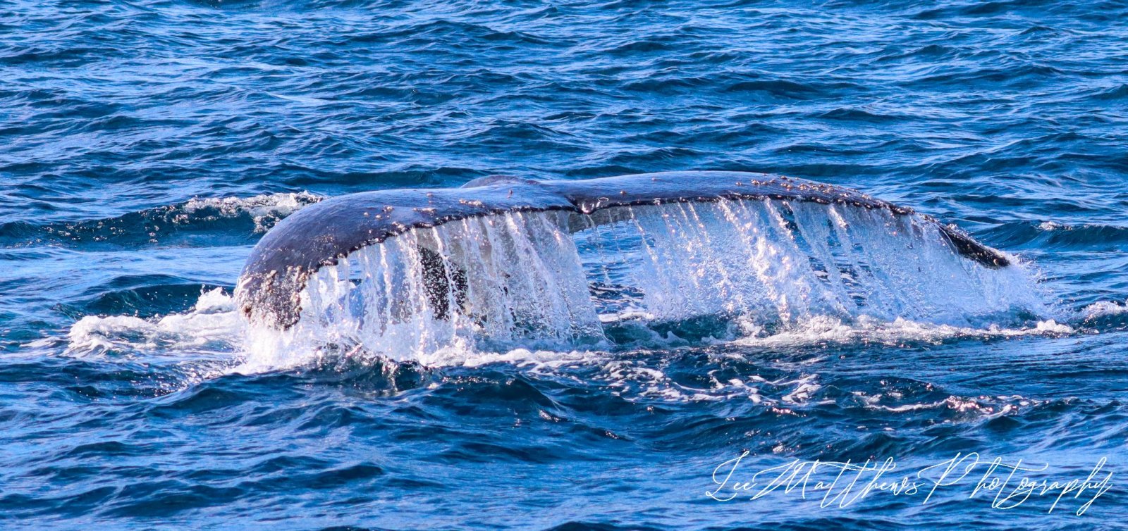 a whale jumping out of the water