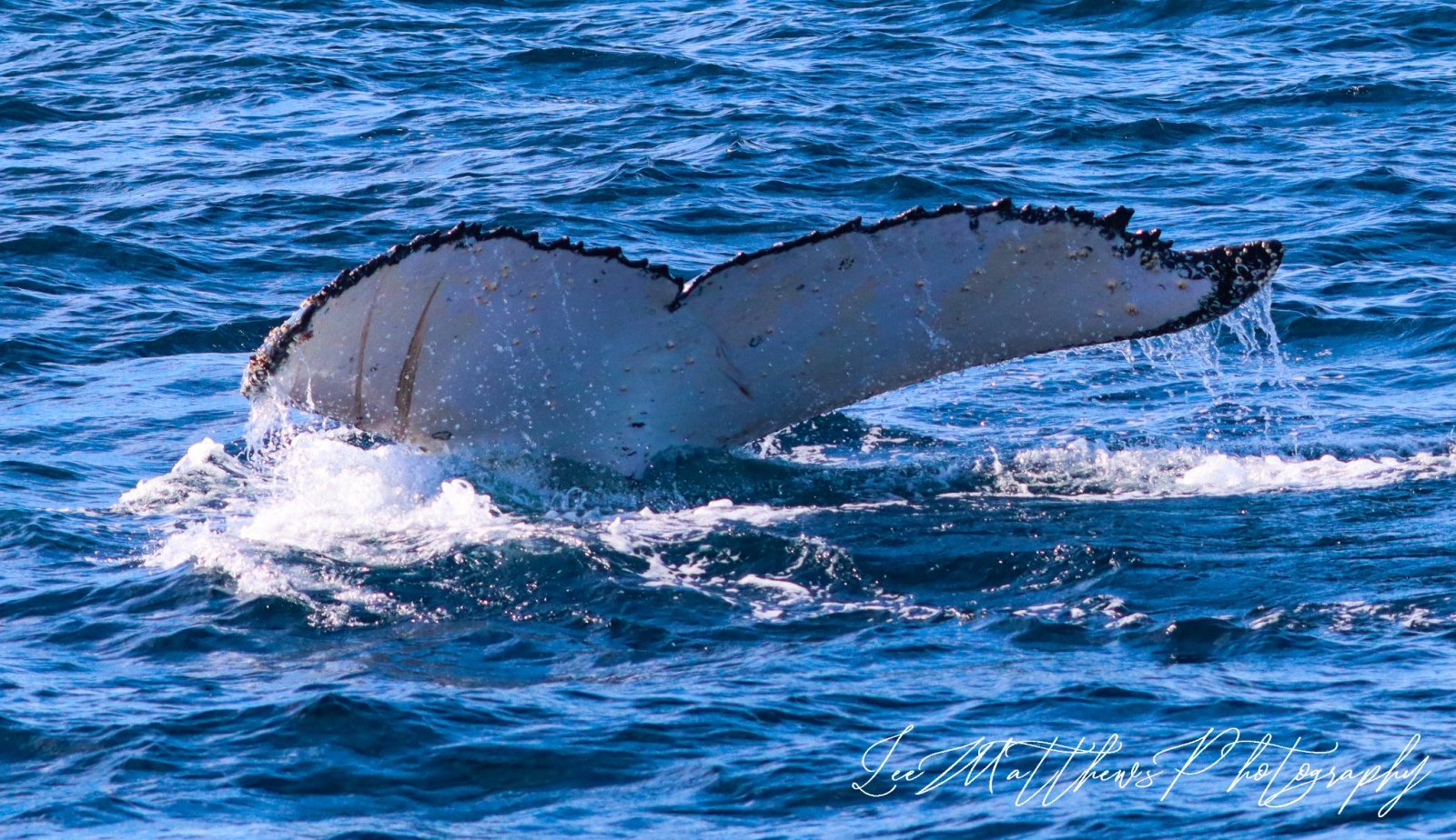 a whale jumping out of the water