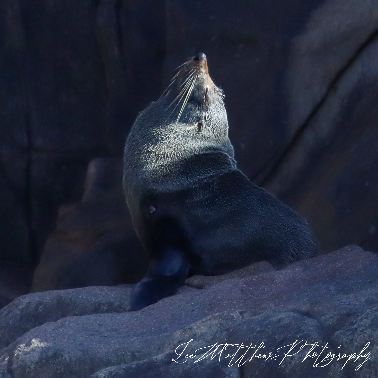 a close up of a seal on a rock
