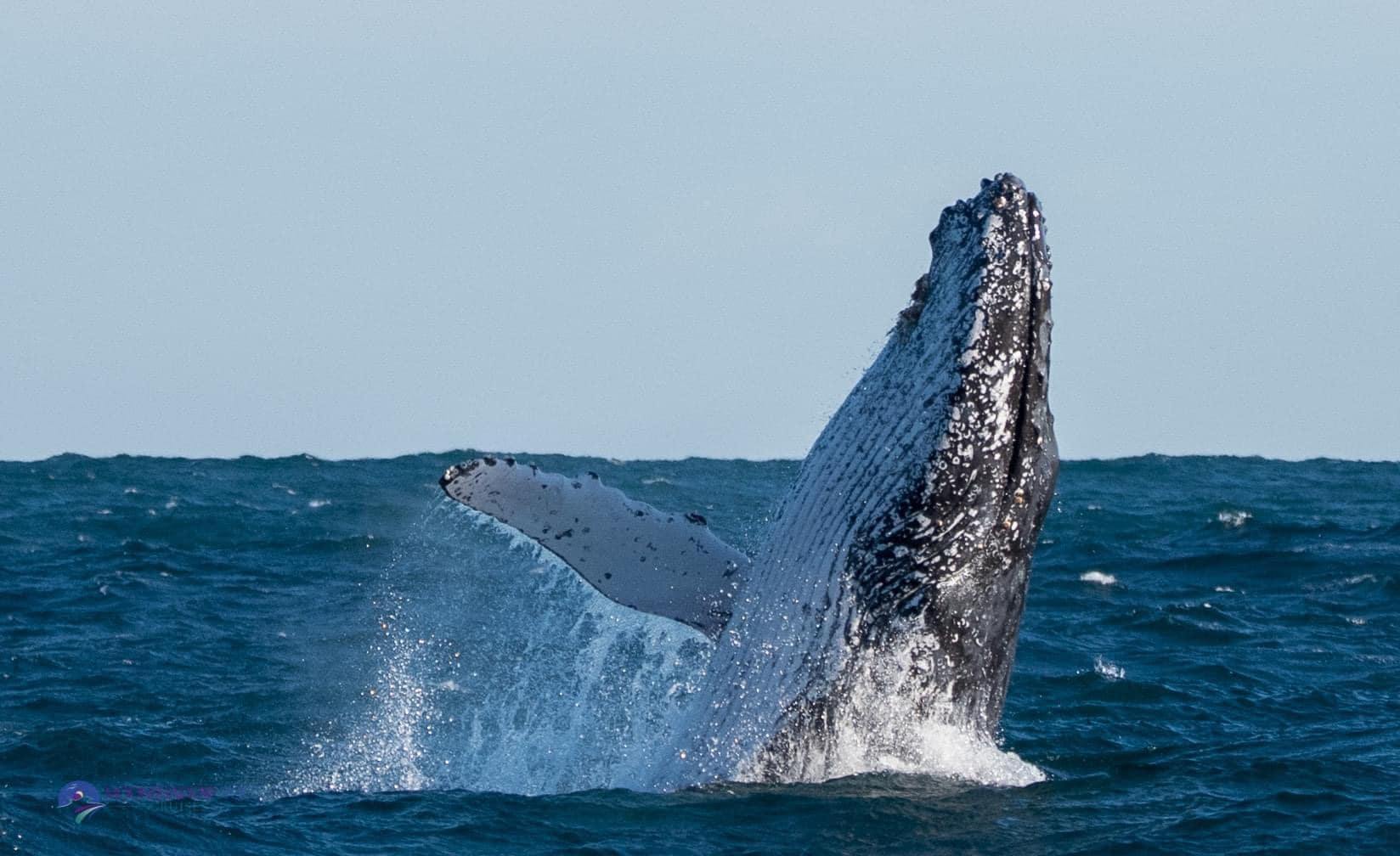 moonshadow tqc whale watch cruise port stephens bonita holmes nuu 1 11.06.22 Whale Watching Moonshadow TQC Cruises Port Stephens