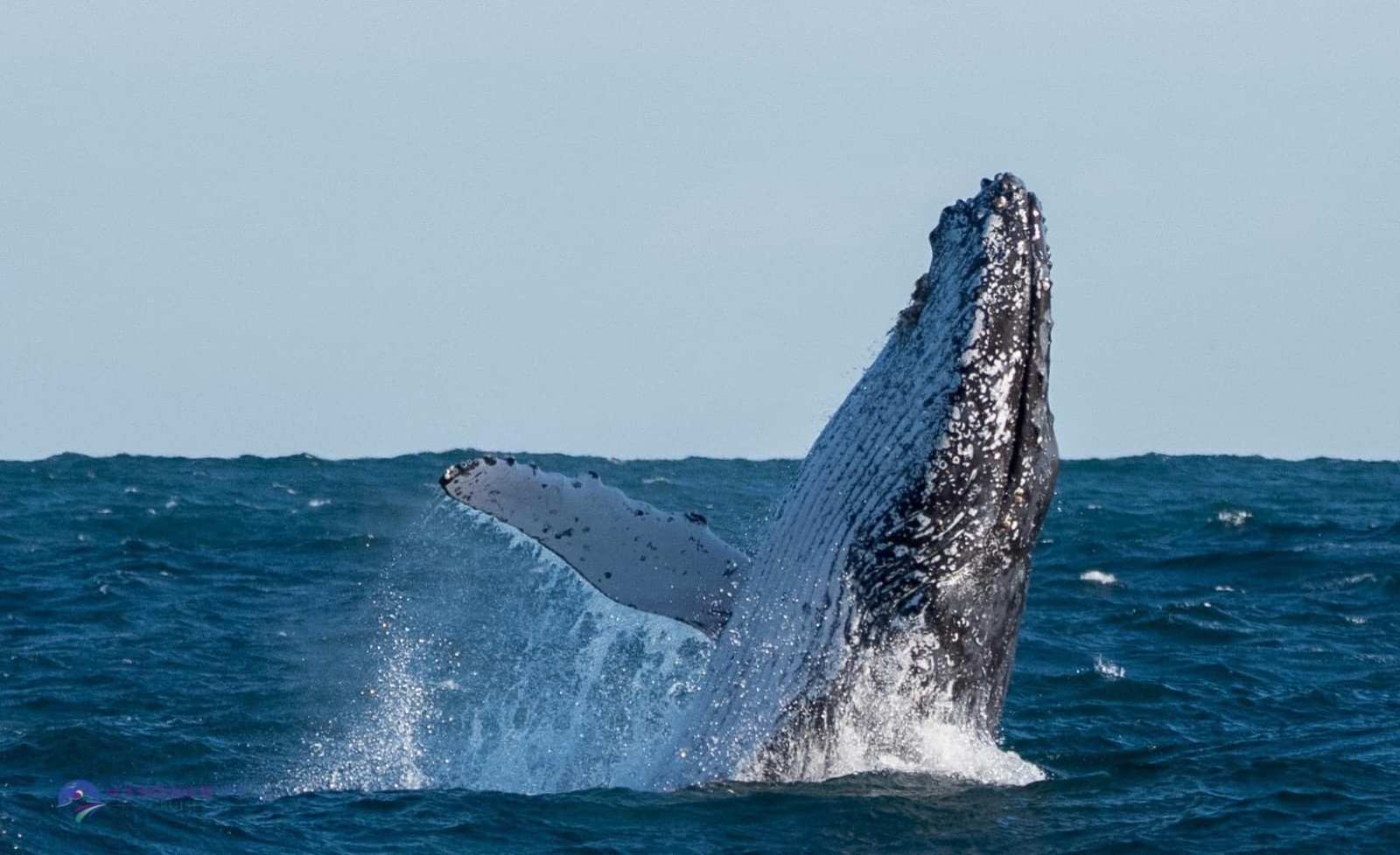 Whale Watching Moonshadow TQC Cruises Port Stephens