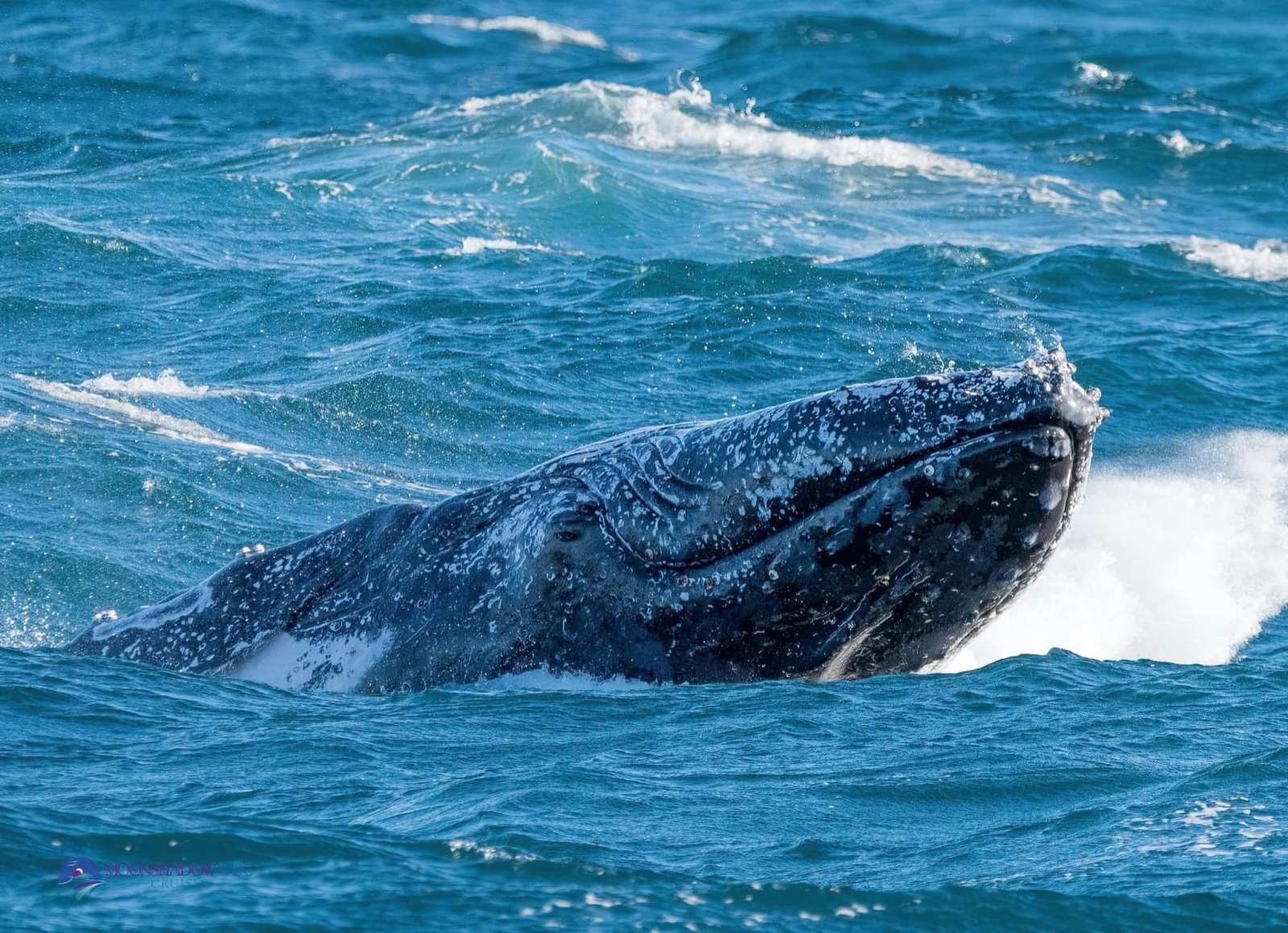 Whale Watching Moonshadow TQC Cruises Port Stephens