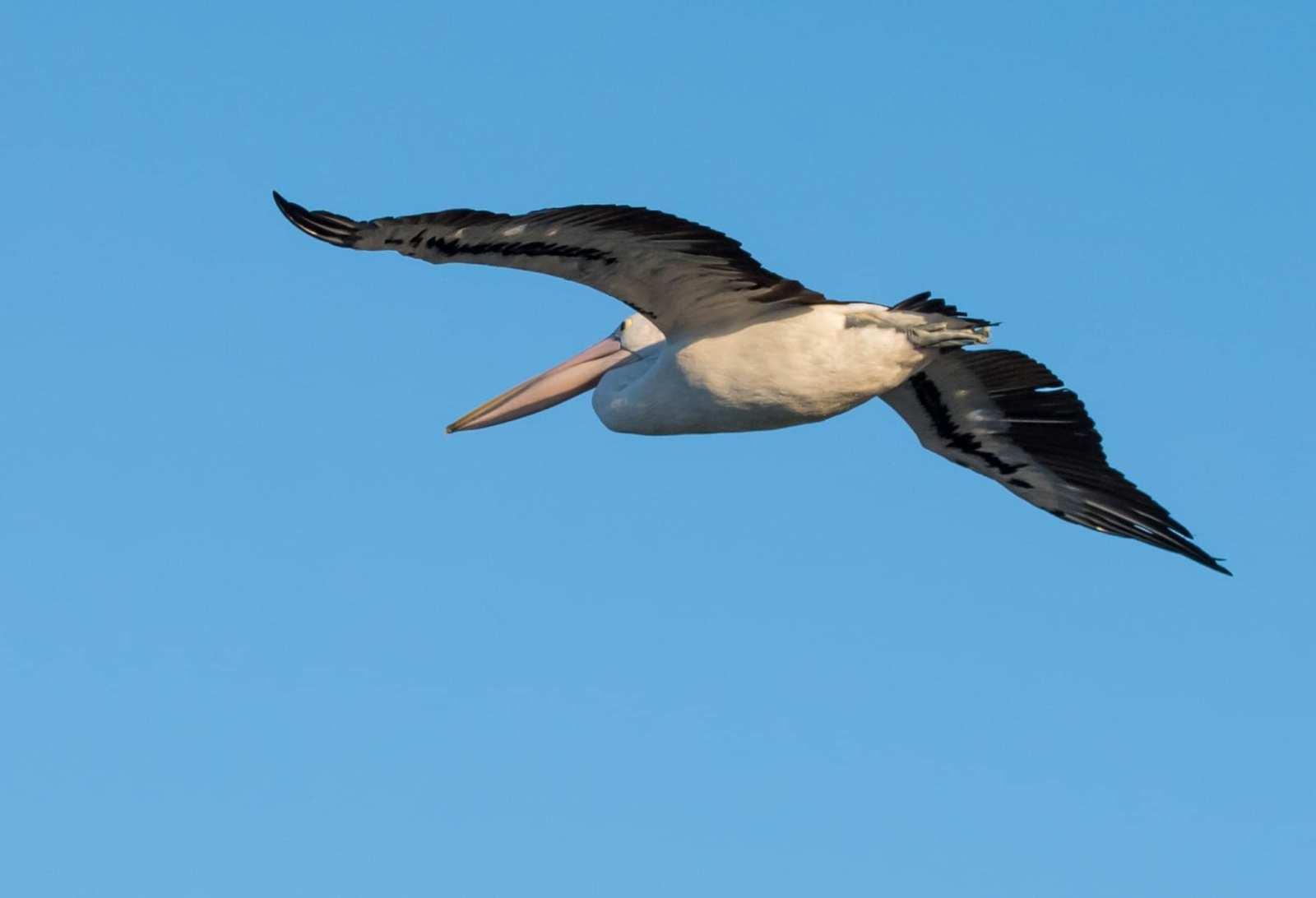 a bird flying in the sky