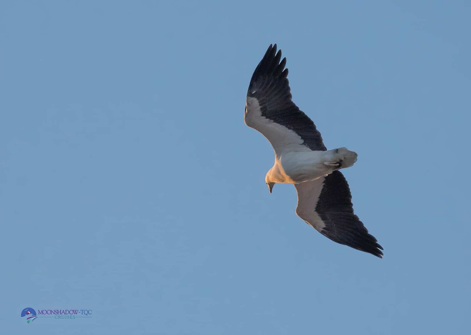 a bird flying in the air