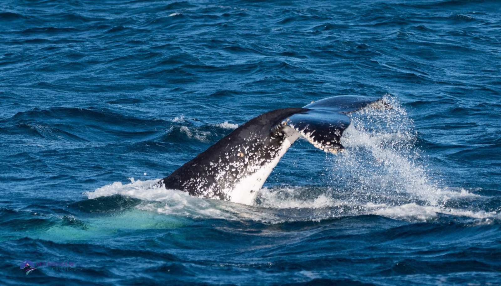 a whale jumping out of the water