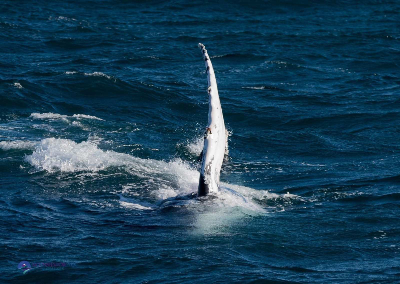 Whale watchong Moonshadow-TQC Cruises