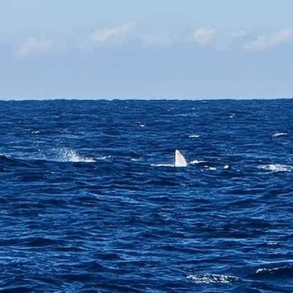 Moonshadow-TQC Cruises Whale Watch