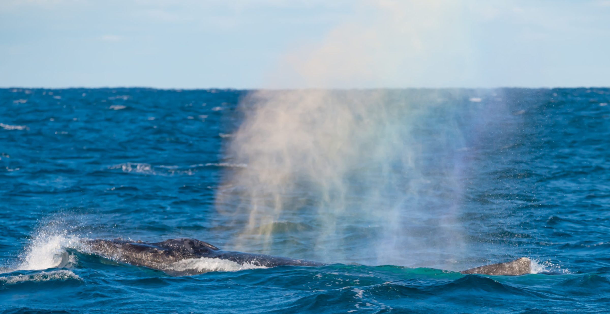 _BON8280 Whale Watching Moonshadow TQC Cruises Port Stephens