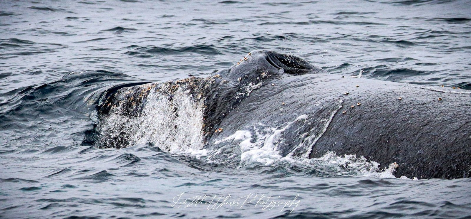 Whale Watching Moonshadow TQC Cruises Port Stephens