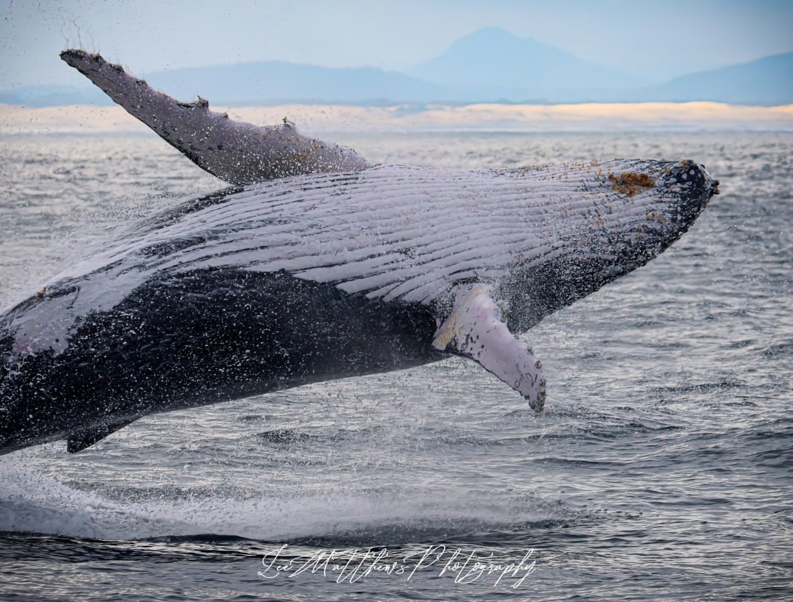 a bird flying over a body of water