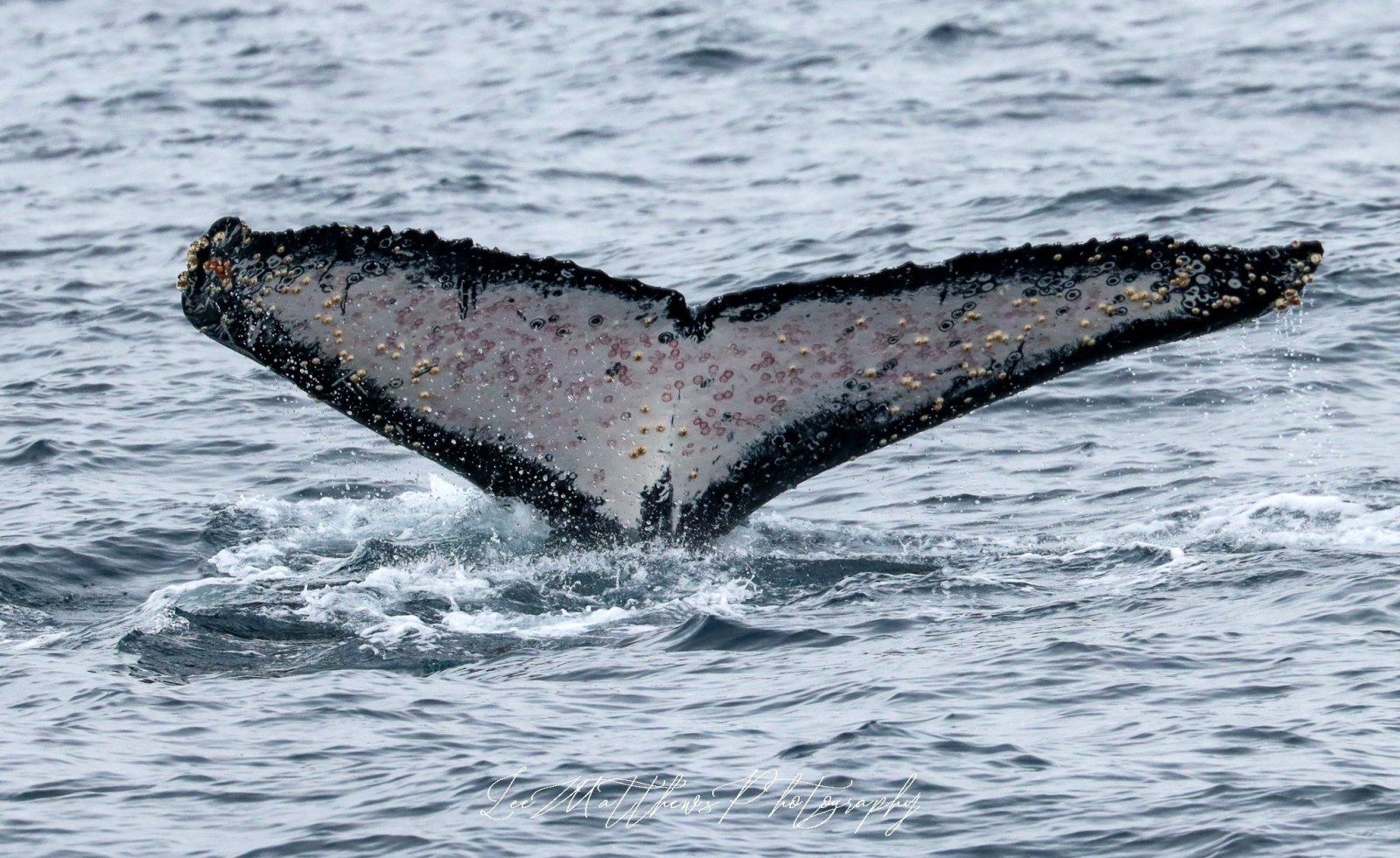 a whale jumping out of the water