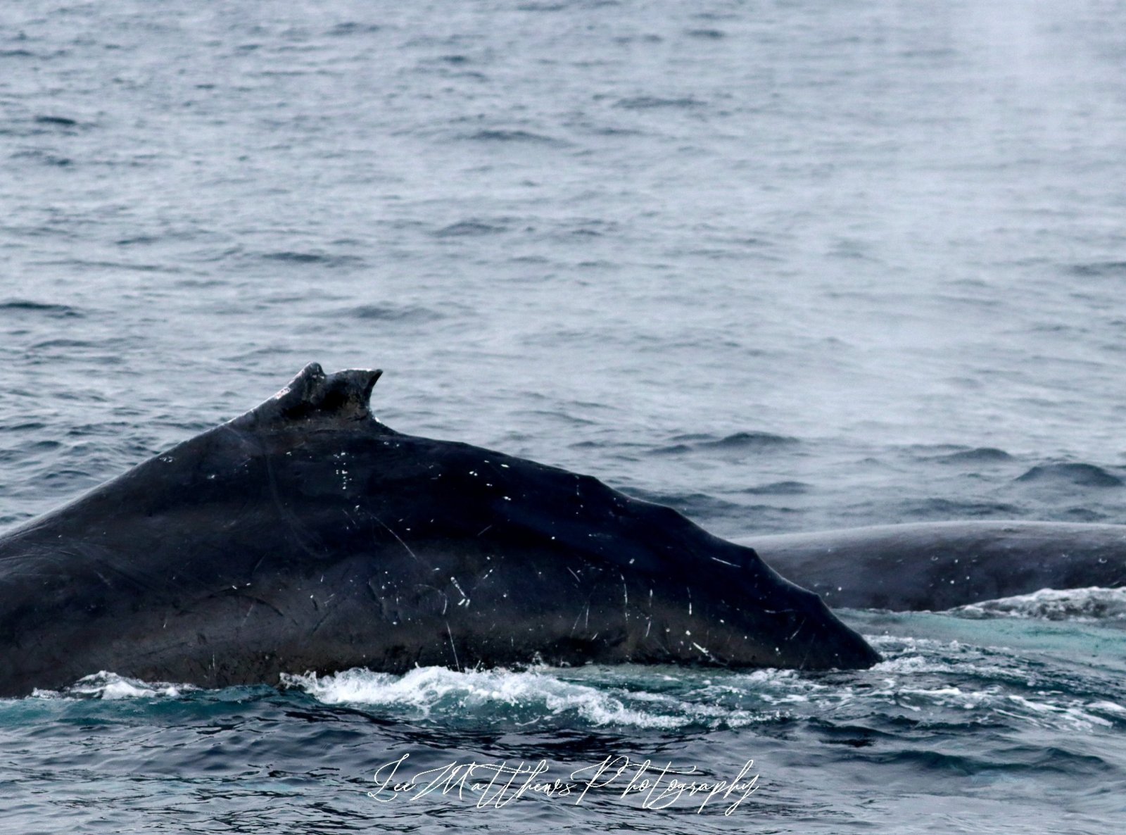 a whale swimming under water