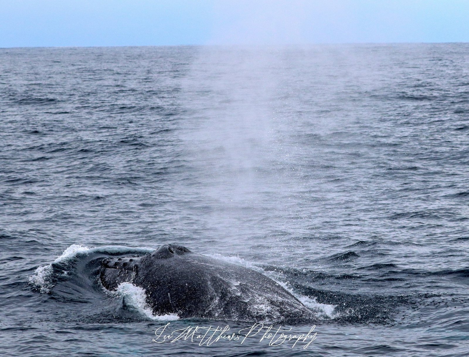 Whale Watching Moonshadow TQC Cruises Port Stephens