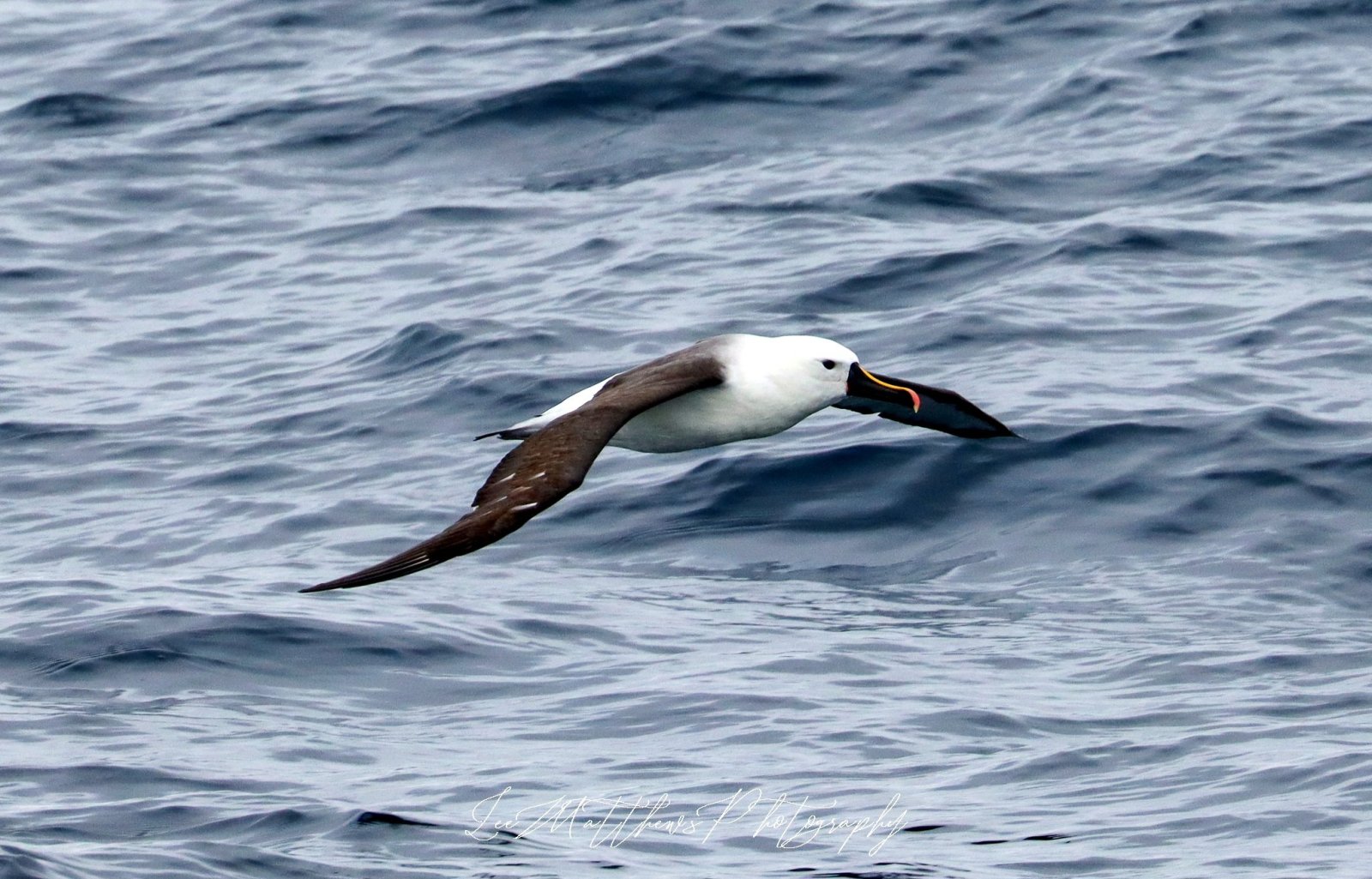 Whale Watching Moonshadow TQC Cruises Port Stephens