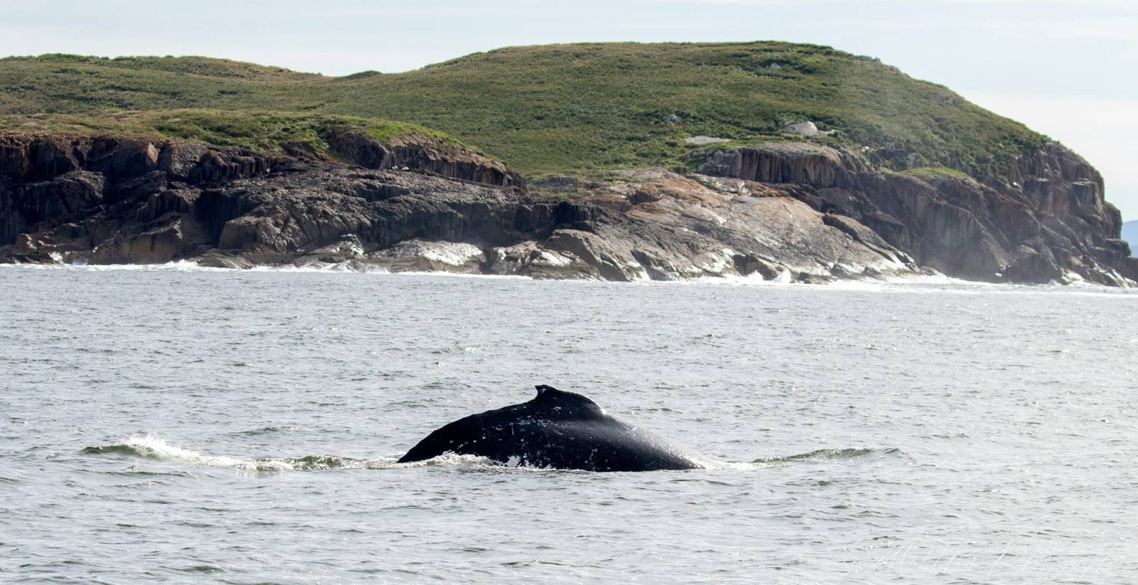a whale jumping out of the water
