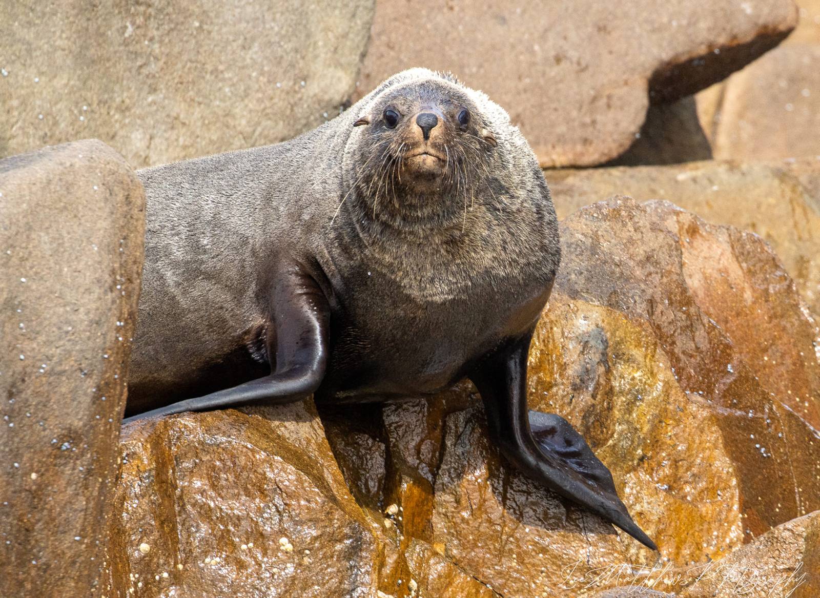 Whale Watching Moonshadow TQC Cruises Port Stephens