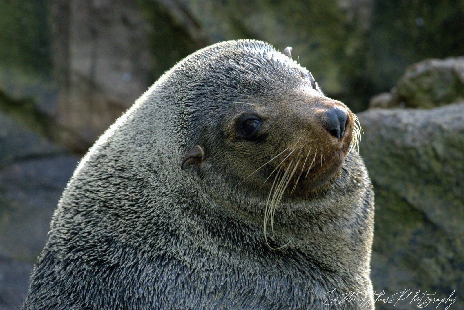 a close up of a seal