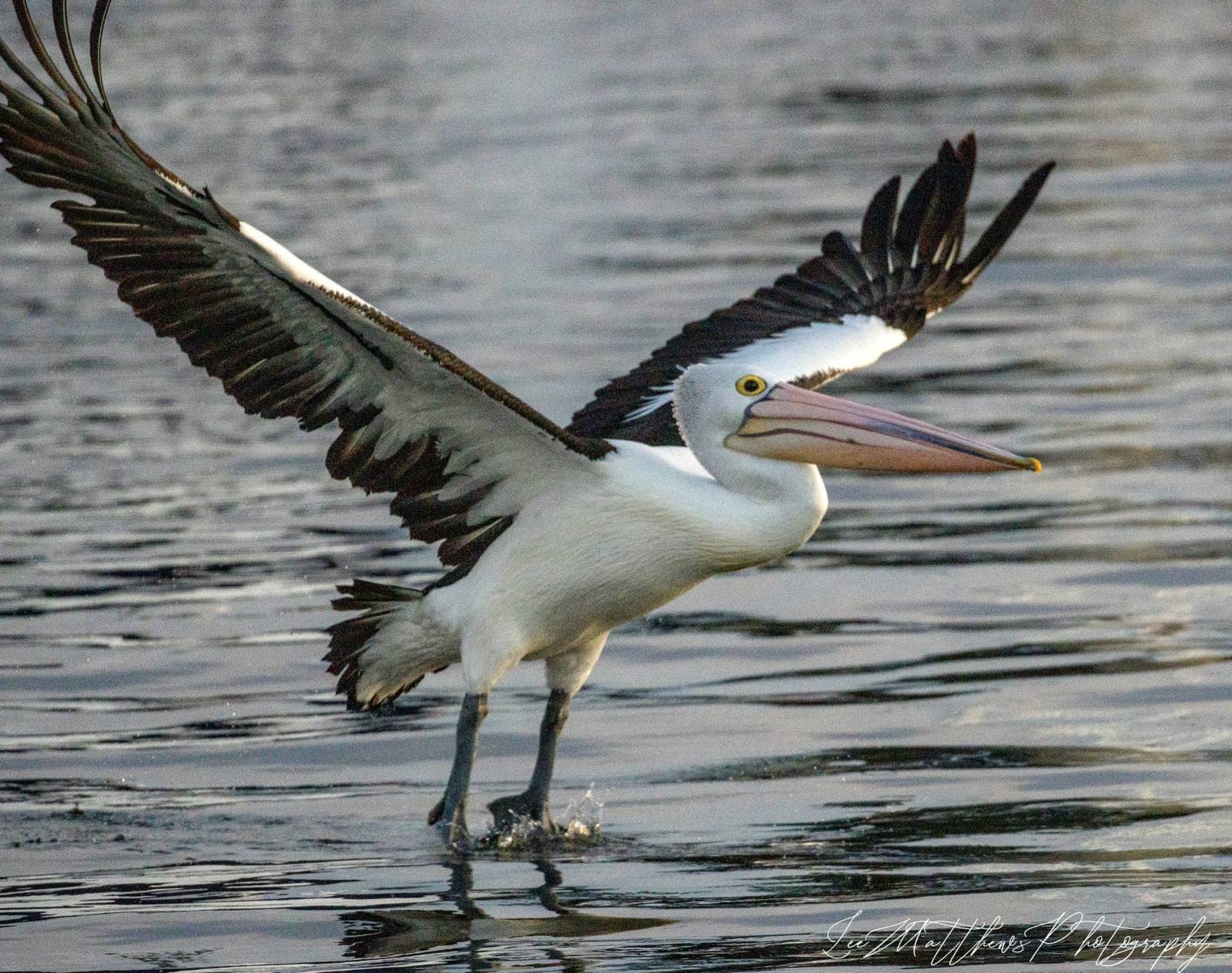 a bird standing next to a body of water