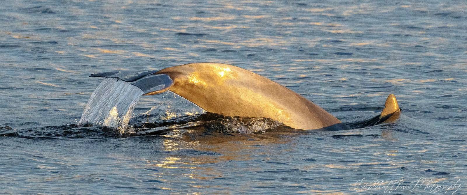 Moonshadow-TQC Whale watching