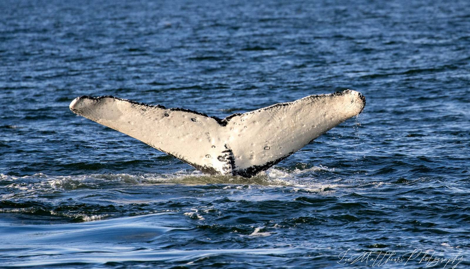 a whale swimming in a body of water
