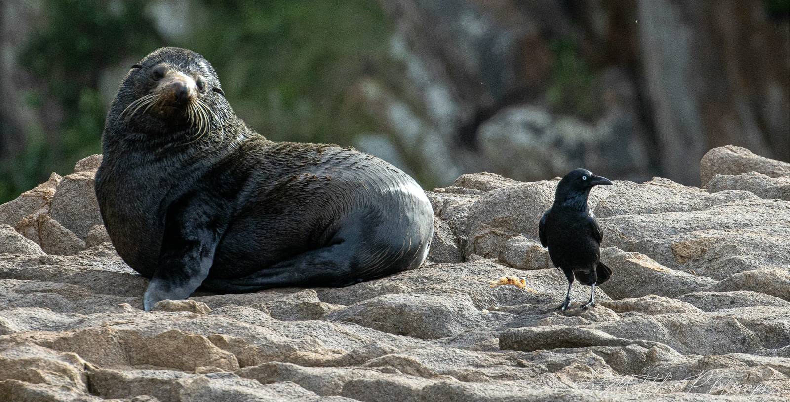 a seal on a rock