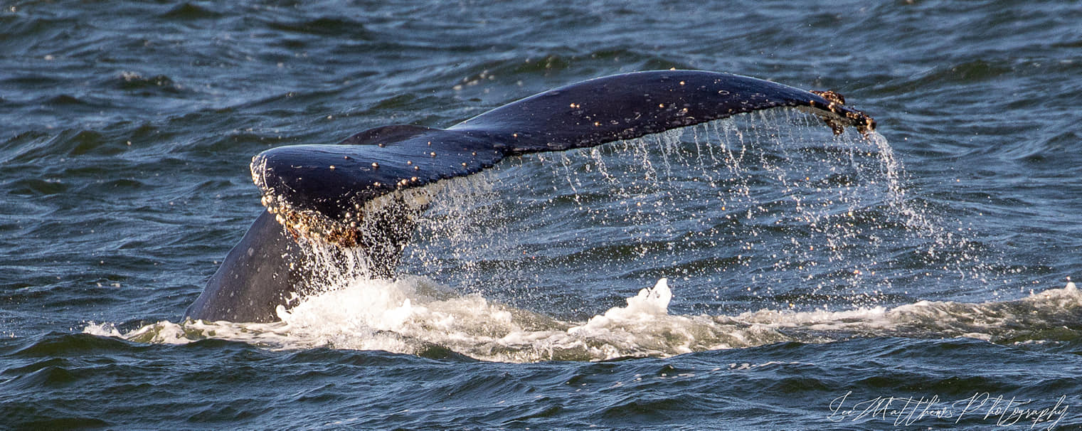 Whale Watching Moonshadow TQC Cruises Port Stephens