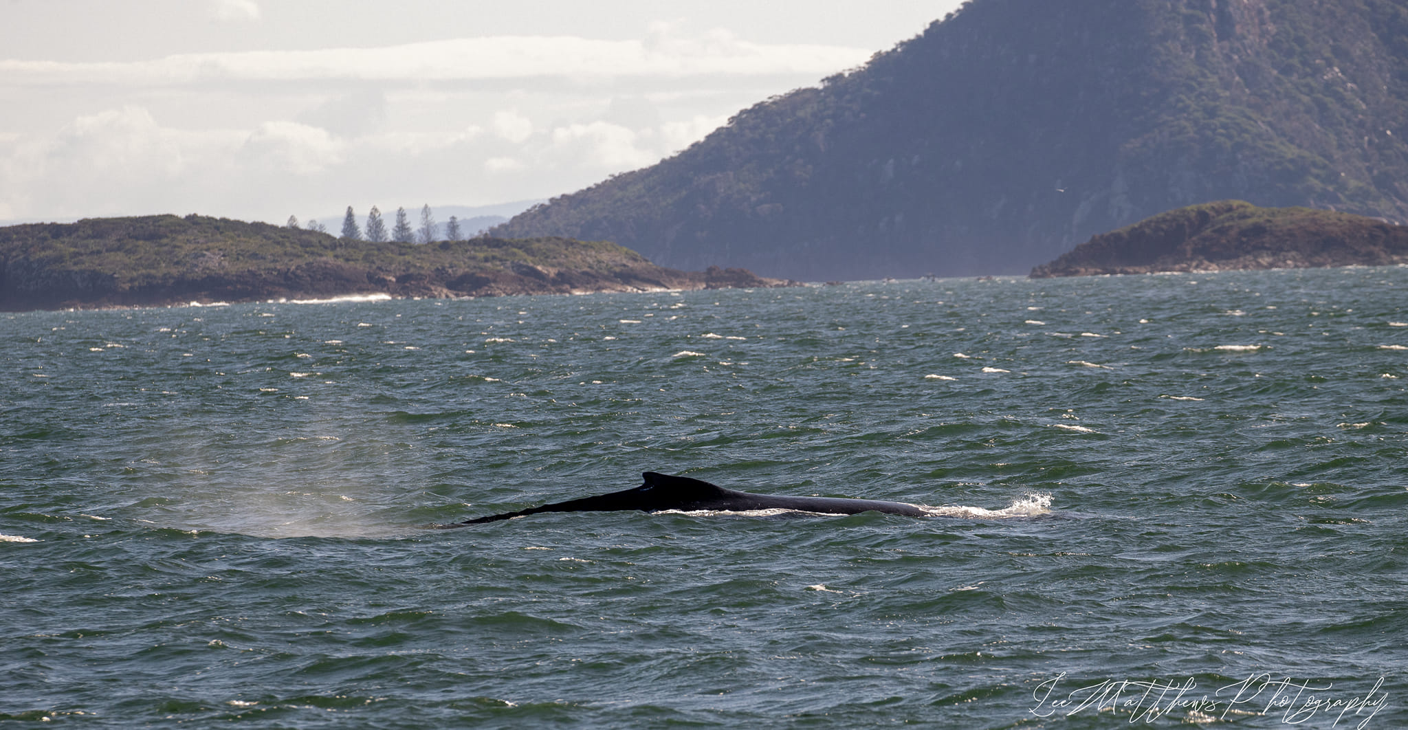 Moonshadow TQC whale watch cruise port stephens lee matthews 17.07.2022 3 Whale Watching Moonshadow TQC Cruises Port Stephens