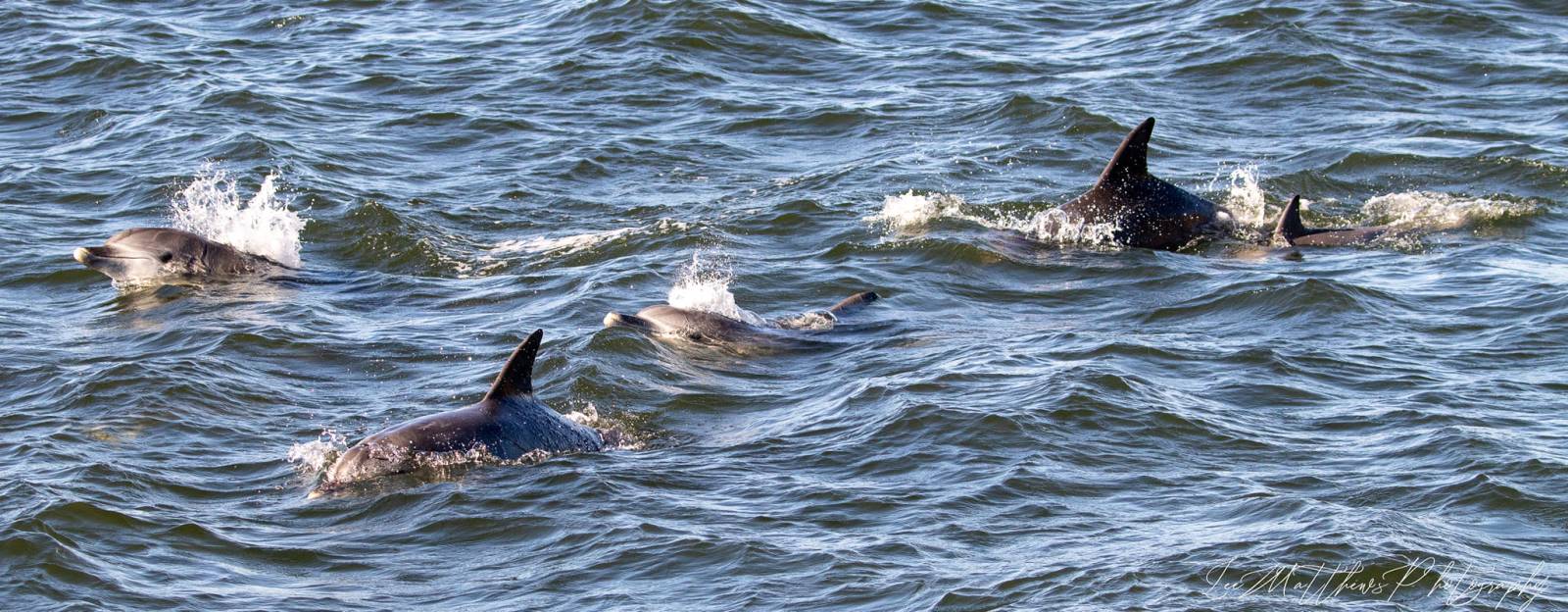 a dog swimming in a body of water
