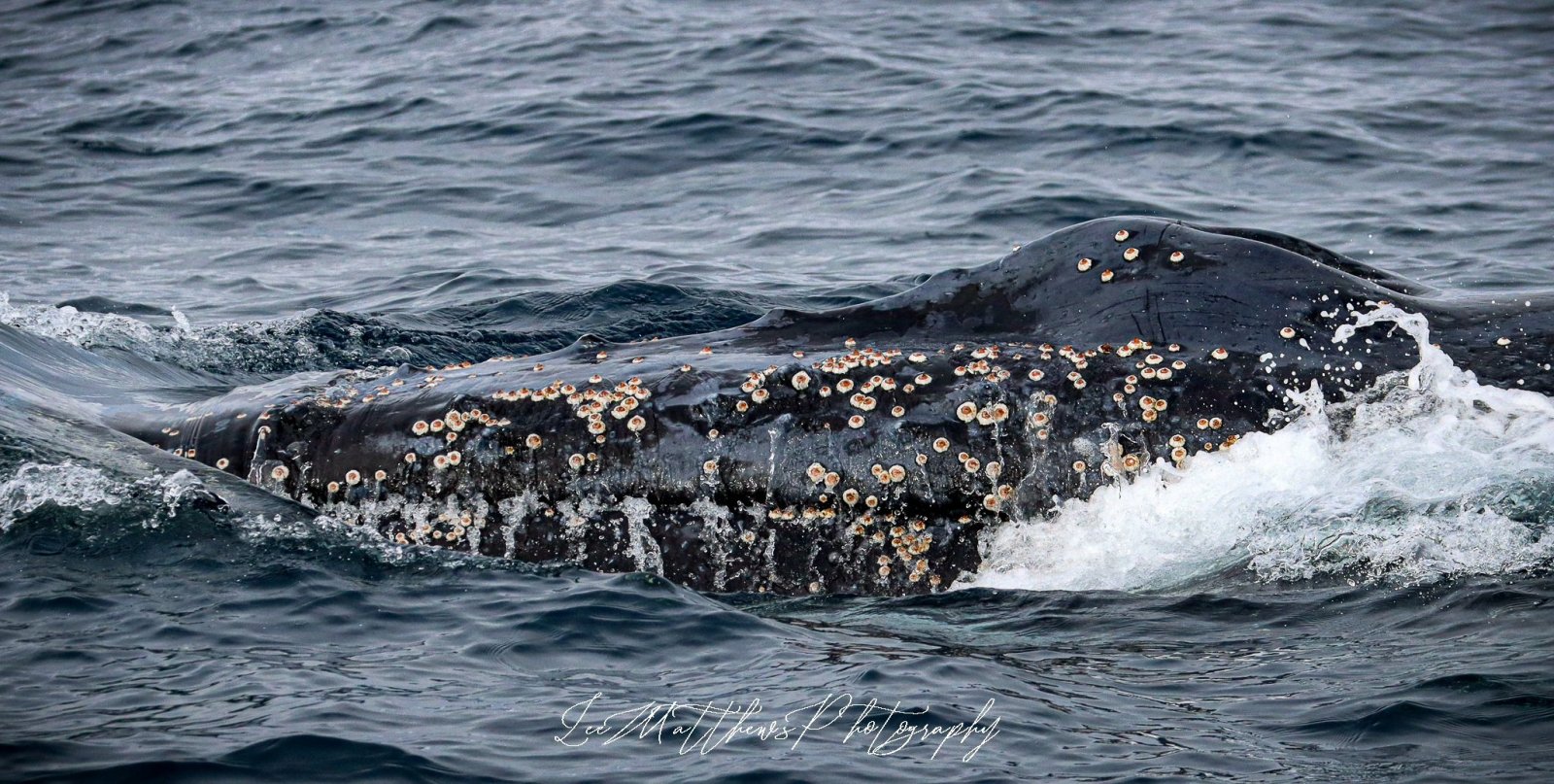 Whale Watching Moonshadow TQC Cruises Port Stephens
