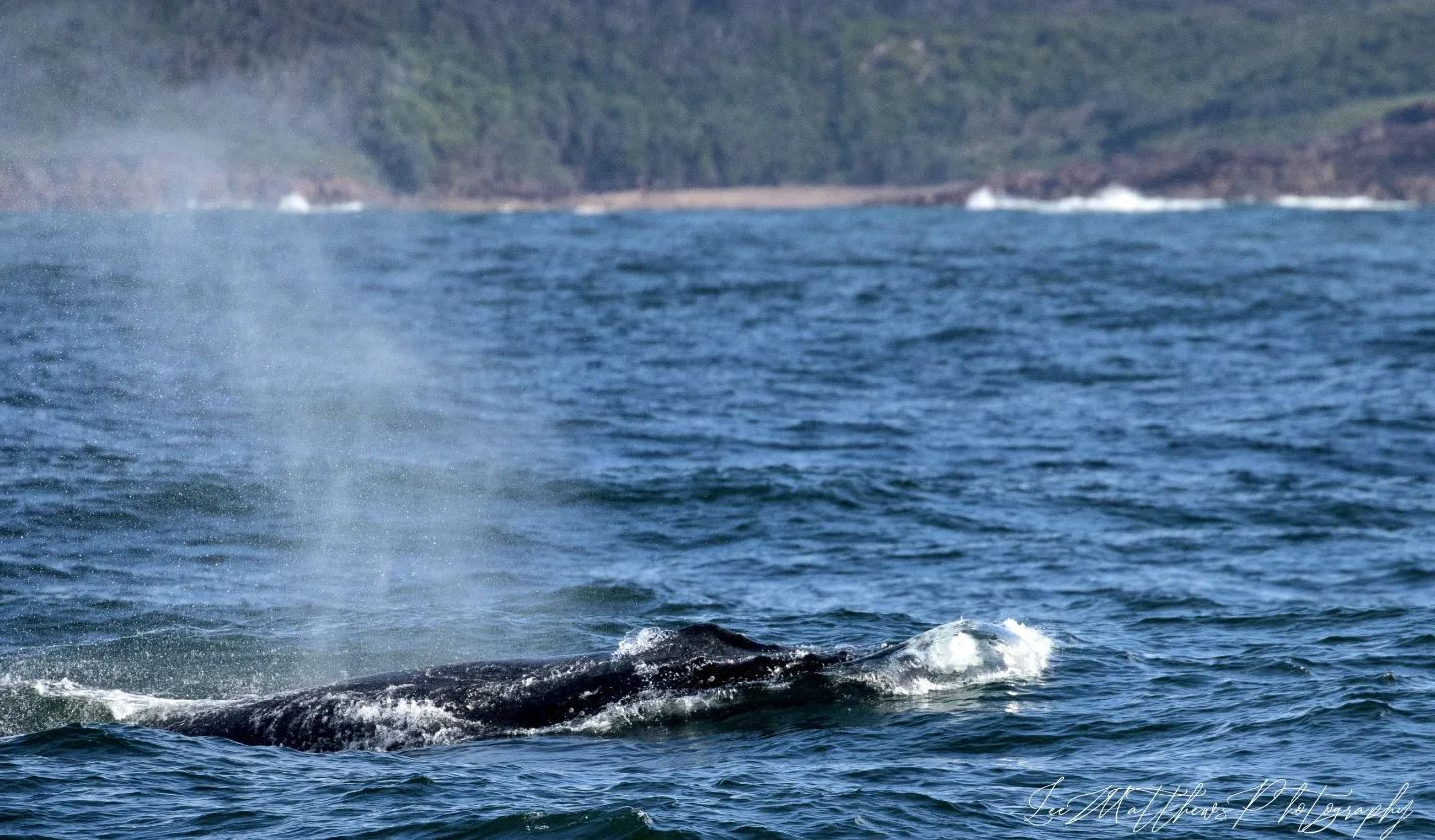 a whale jumping out of the water