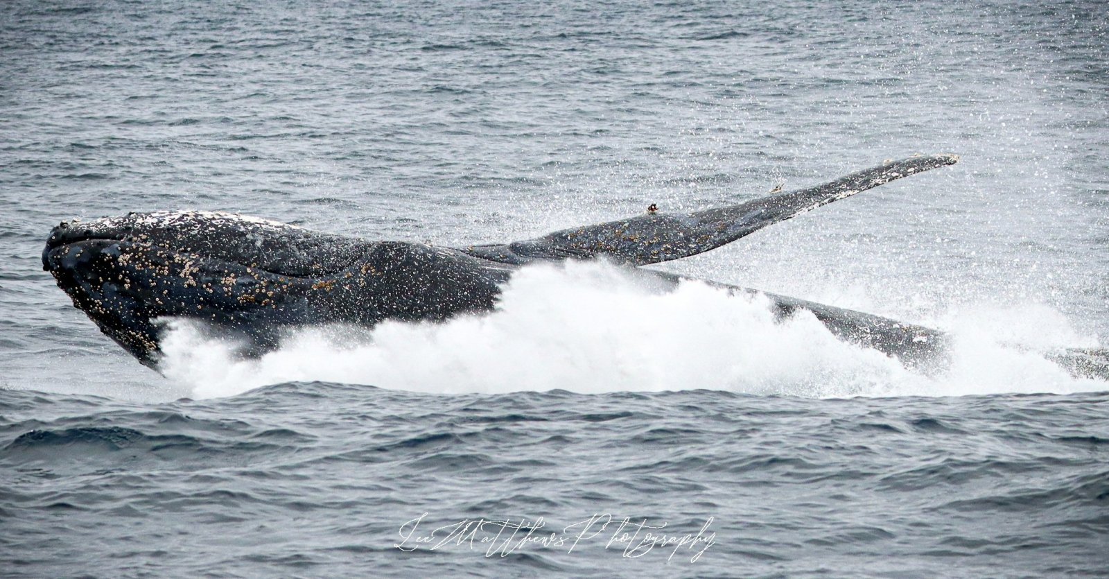a large body of water