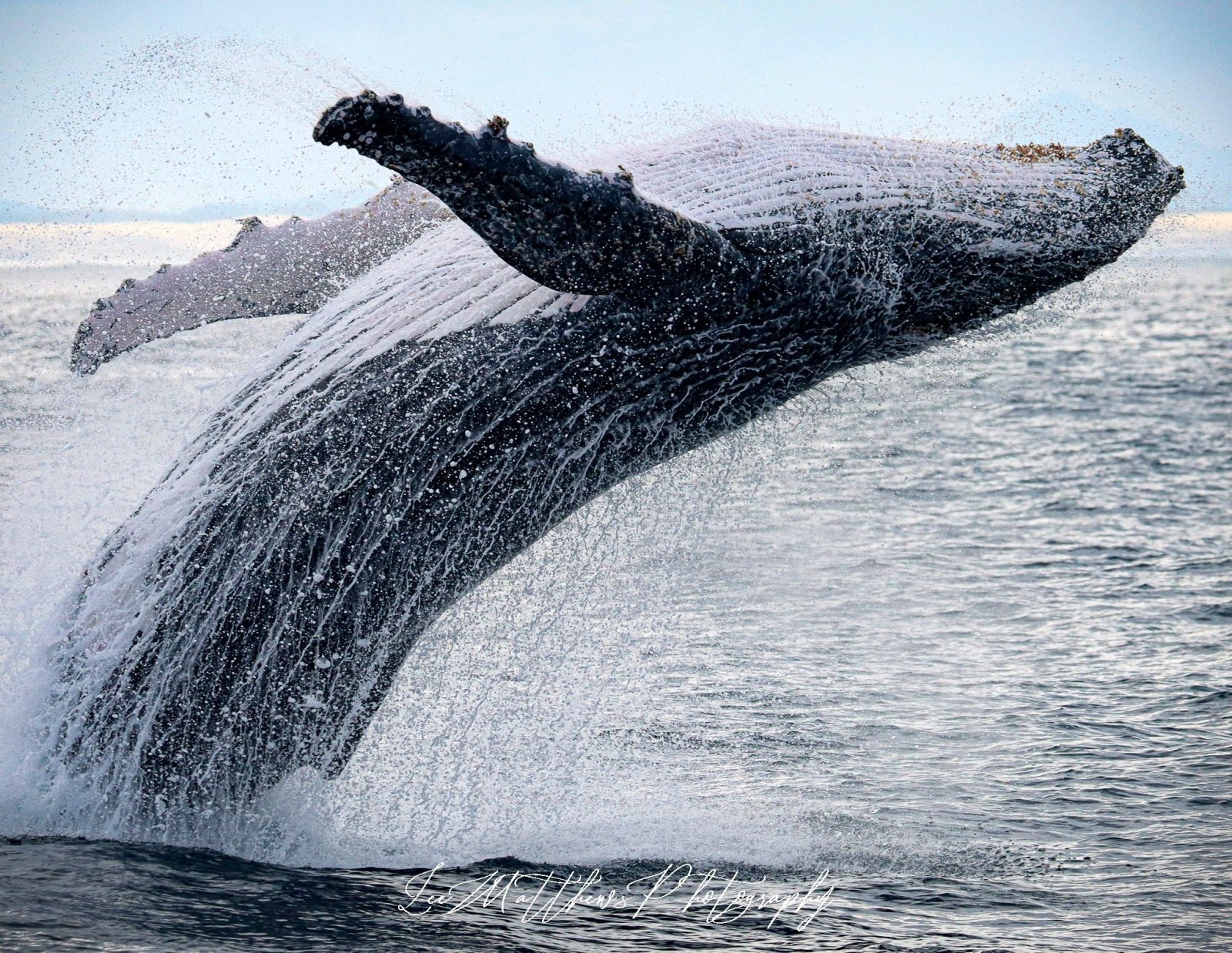 Whale Watching Moonshadow-TQC Cruises Port Stephens