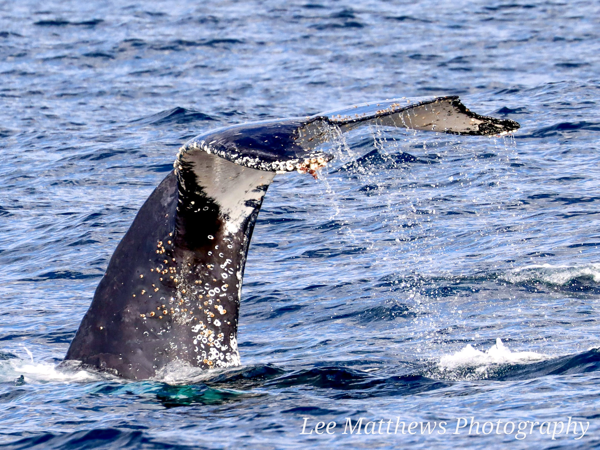 moonshadow tqc whale watch cruise port stephens Lee Matthews 21.06.22 2 Whale Watching Moonshadow TQC Cruises Port Stephens