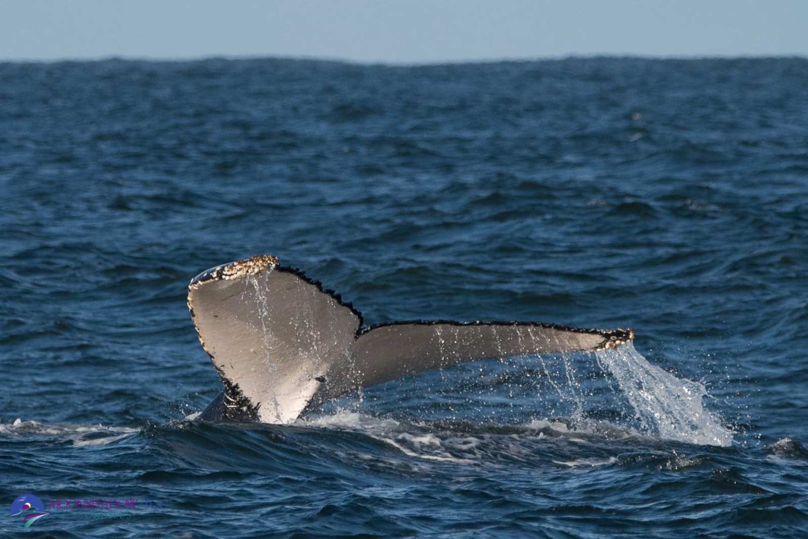 a whale jumping out of the water