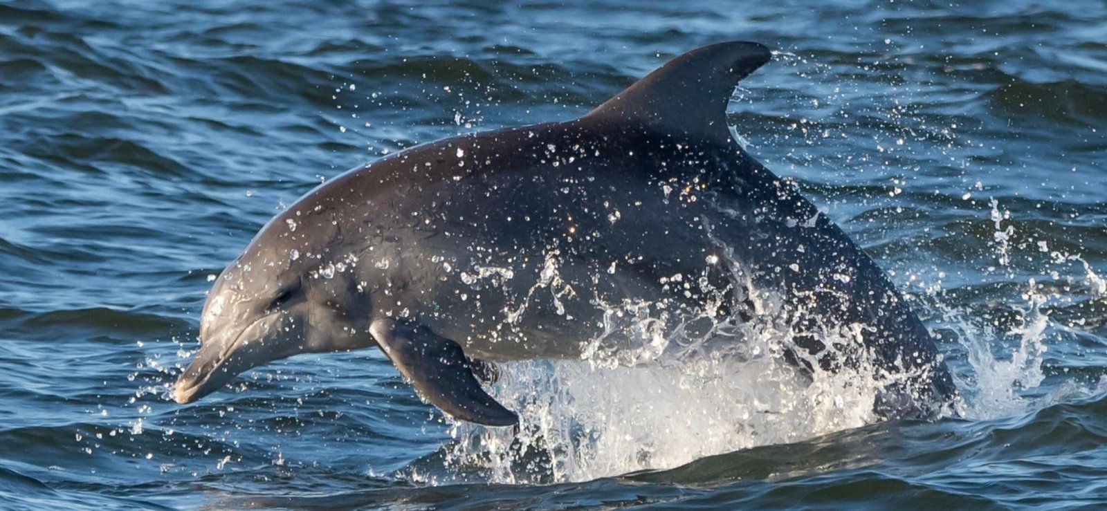 a fish swimming under water