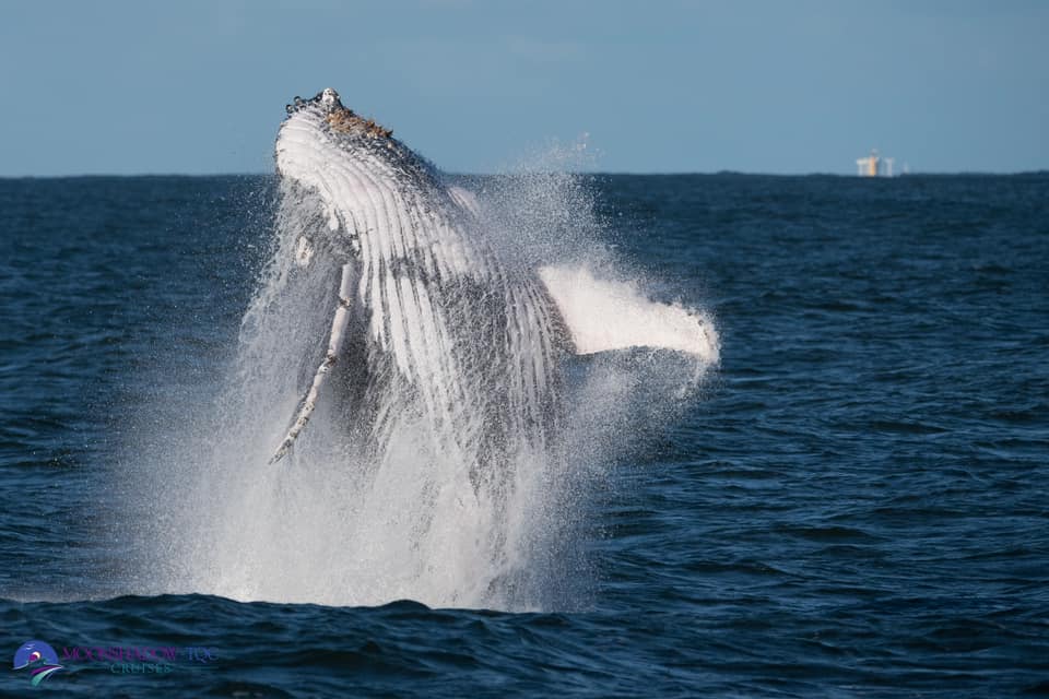 a man flying through the air while riding a wave in the ocean