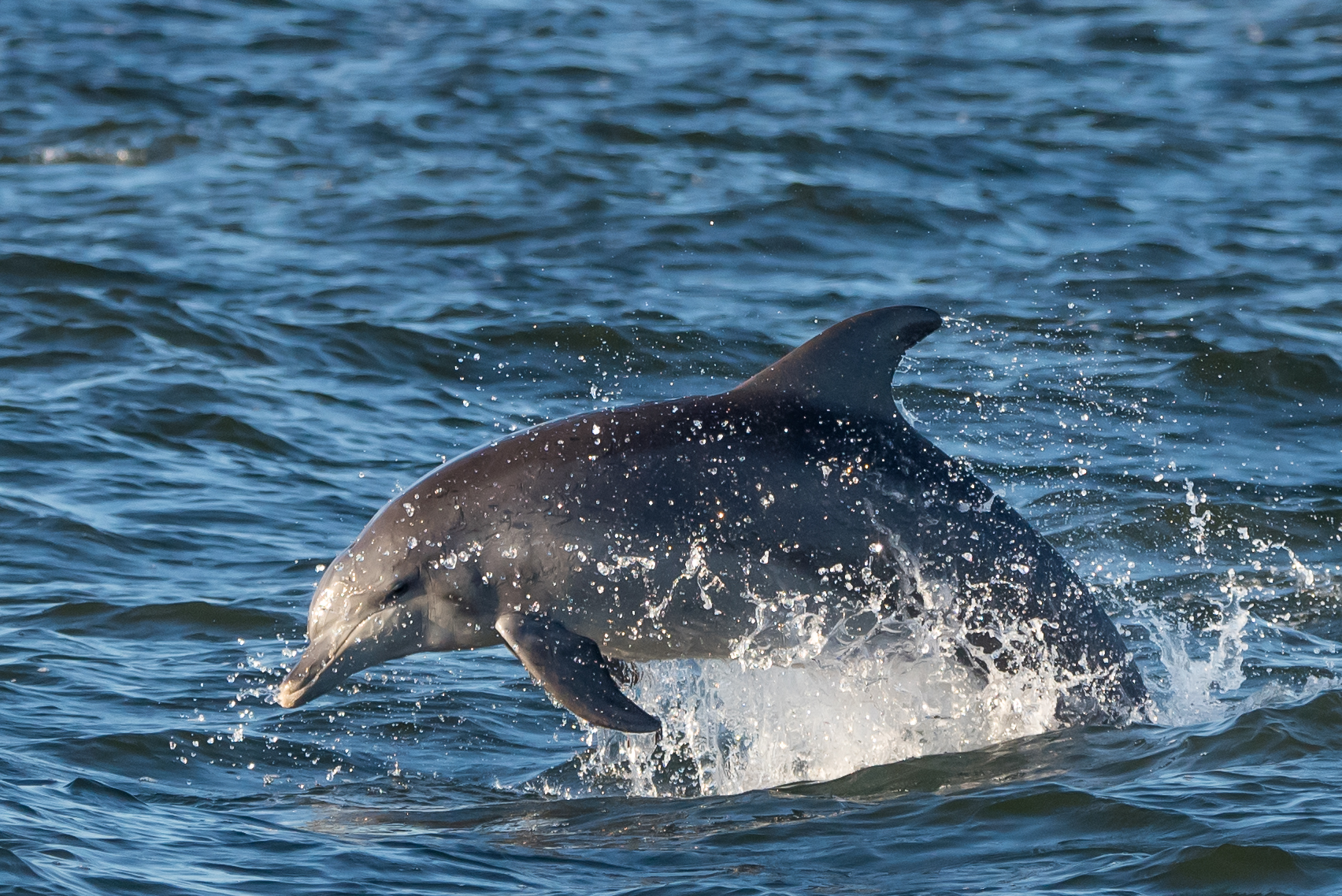 Whale Watching Moonshadow TQC Cruises Port Stephens Whale Watching Moonshadow TQC Cruises Port Stephens
