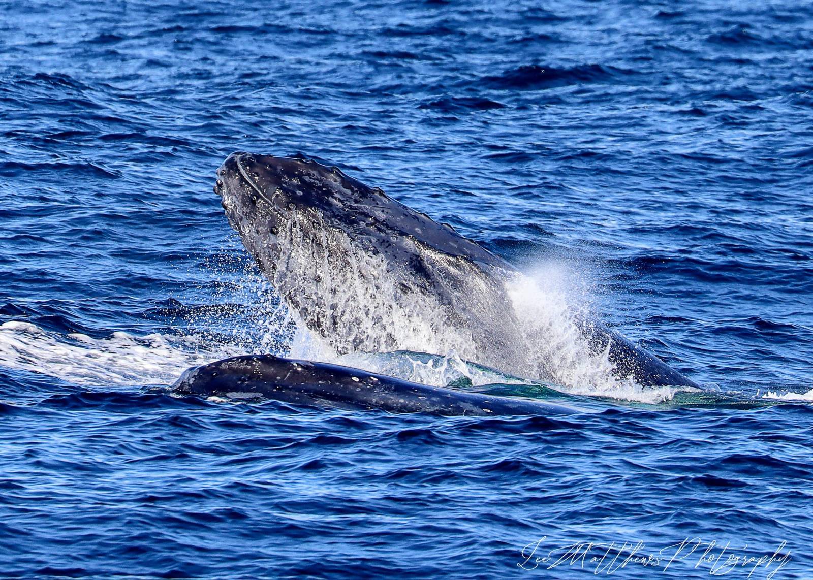 Whale Watching Moonshadow TQC Cruises Port Stephens
