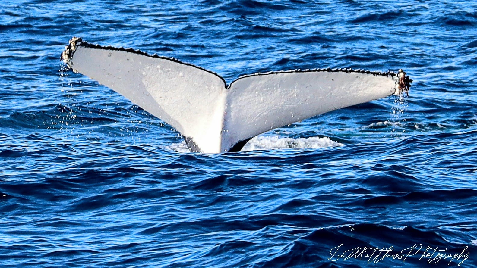 Whale Watching Moonshadow-TQC Cruises Port Stephens
