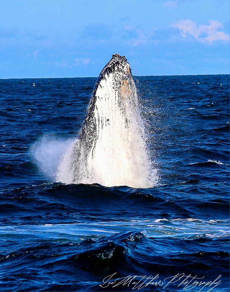 Whale Watching Moonshadow TQC Cruises Port Stephens