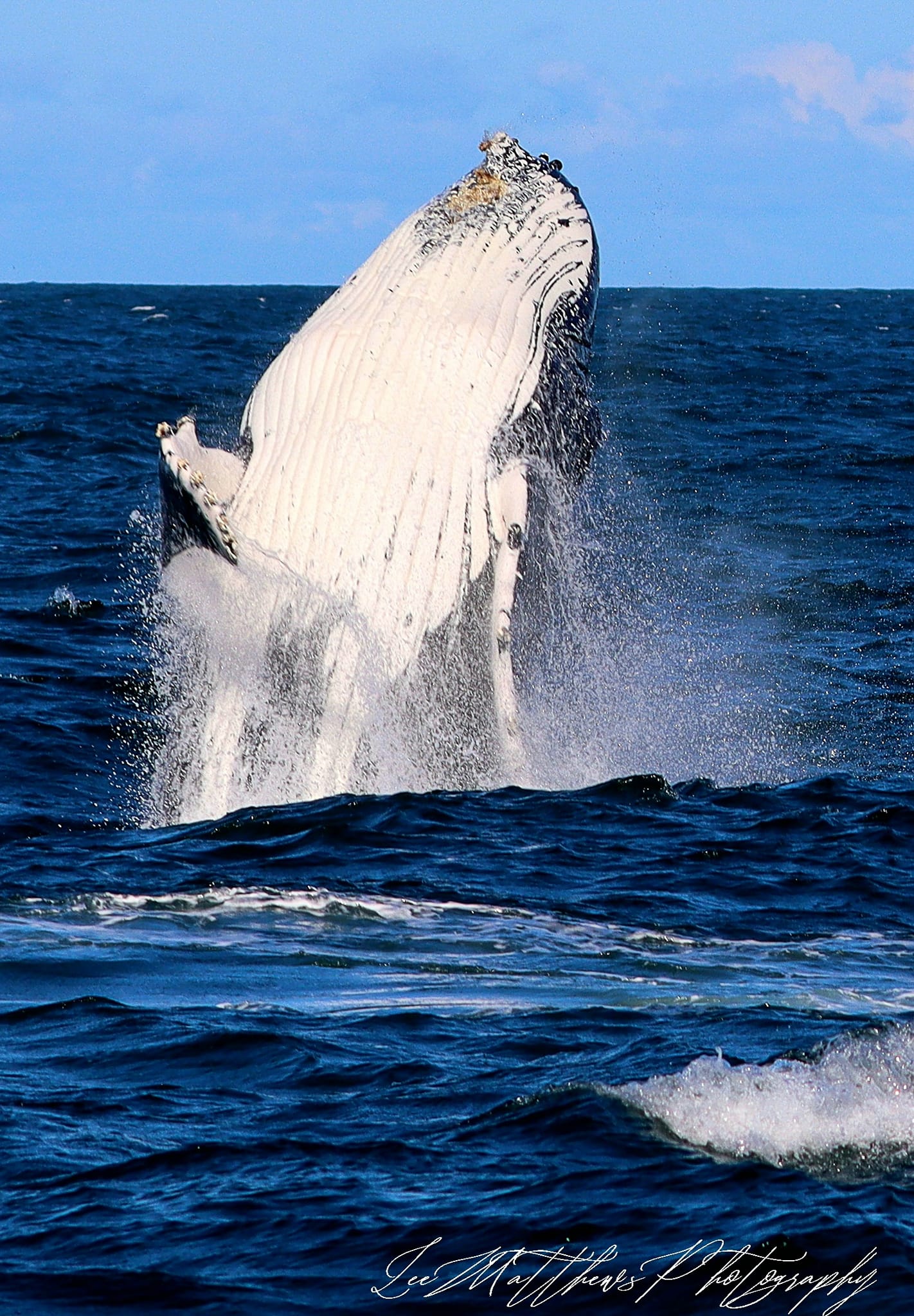 a whale jumping out of the water