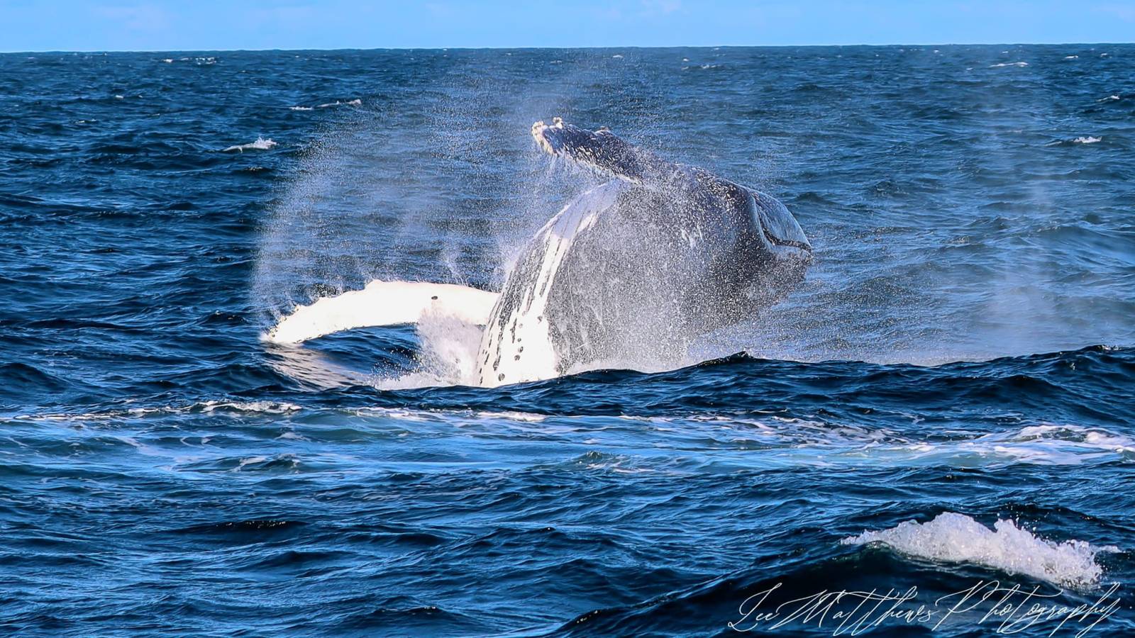 MOONSHADOW TQC CRUISES WHALE WATCHING PORT STEPHENS
