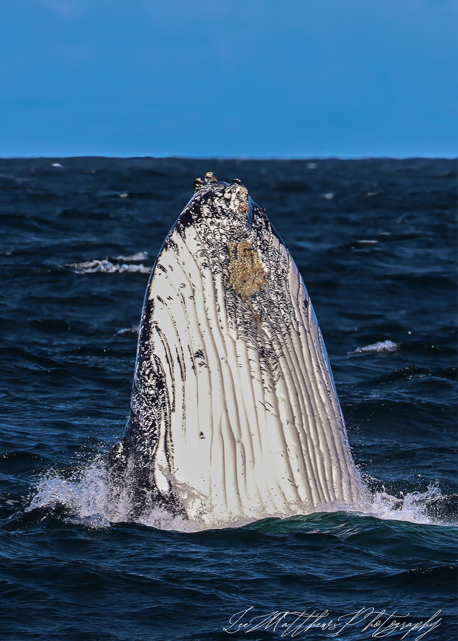 a whale jumping out of the water