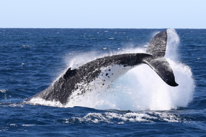 a whale jumping out of the water