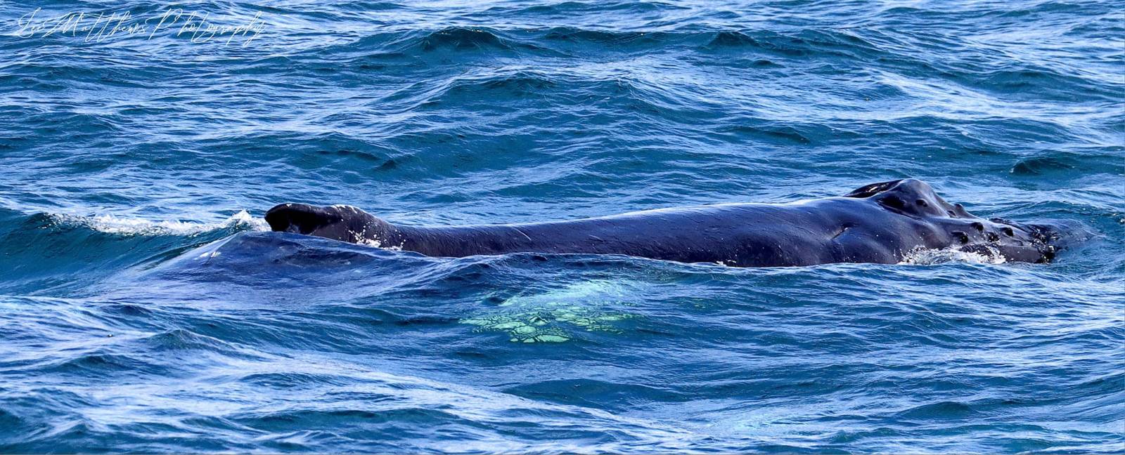 Whale Watching Moonshadow TQC Cruises Port Stephens