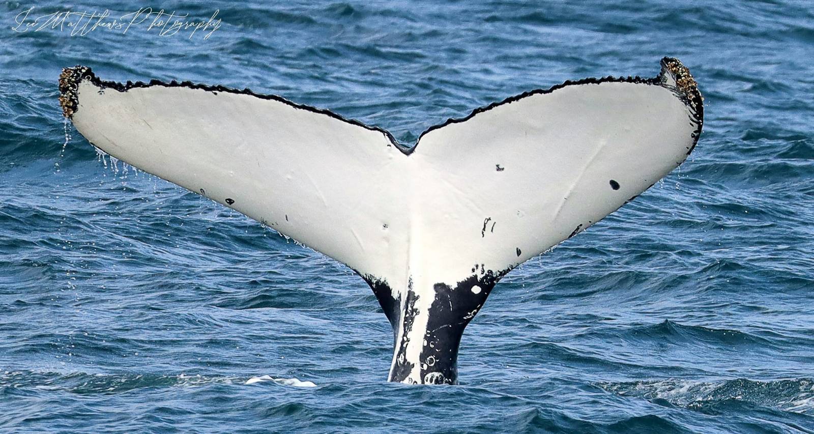 a whale jumping out of the water