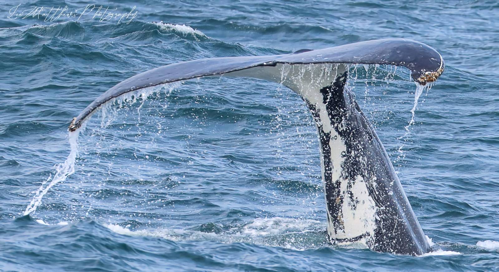 a whale jumping out of the water