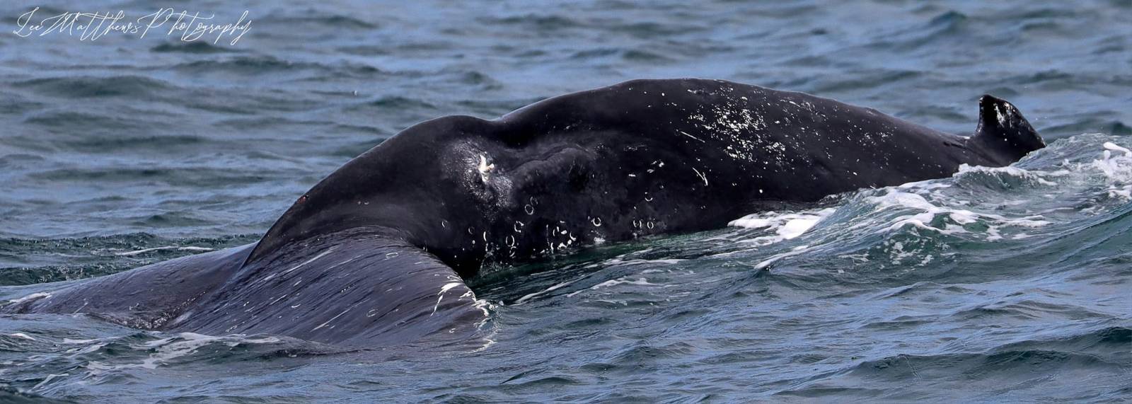 a whale swimming under water