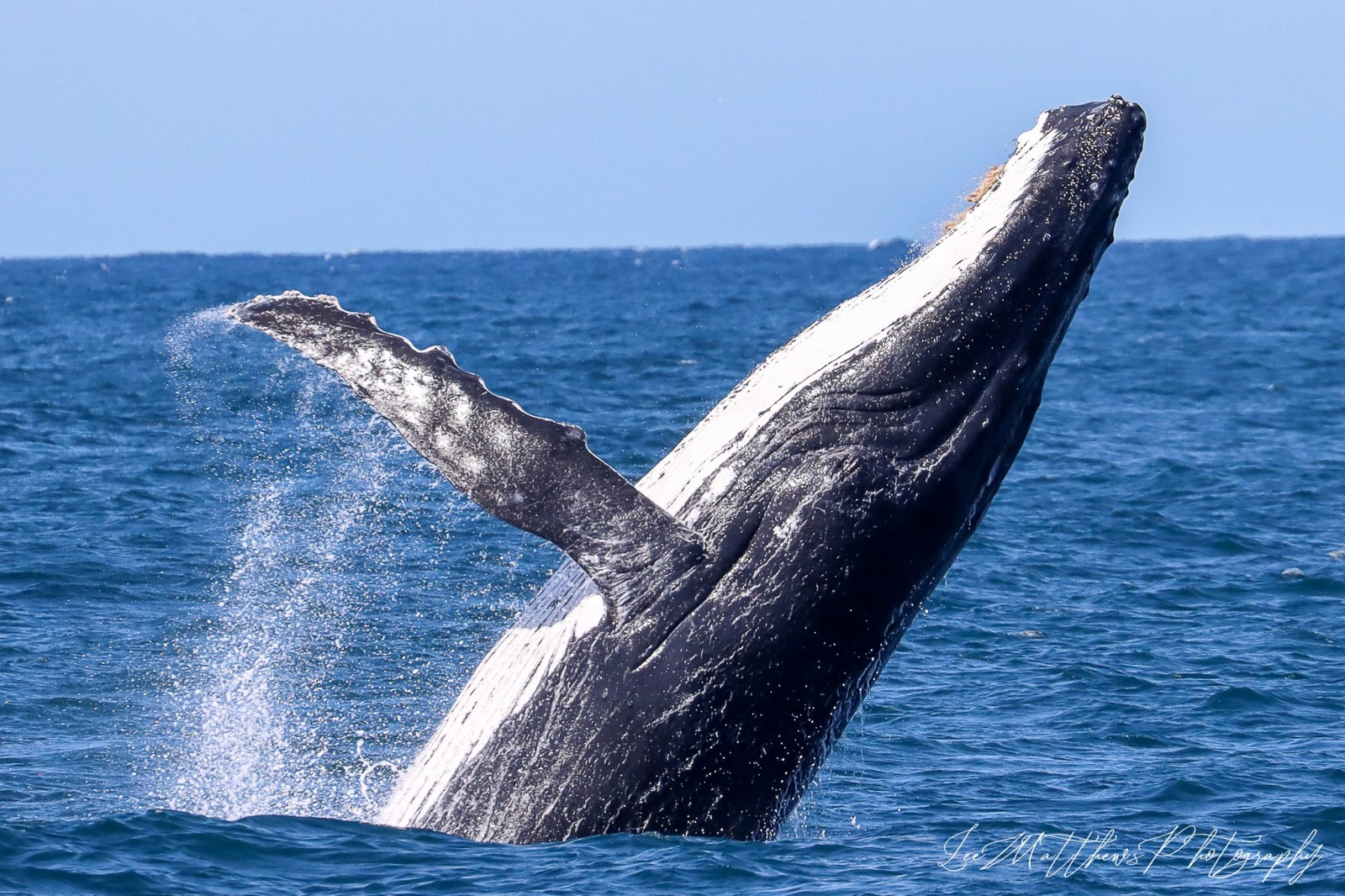 moonshadow tqc whale watch cruise port stephens